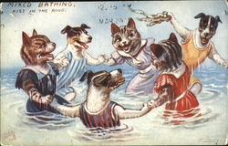 Mixed Bathing Kiss In The Ring Dressed Animals Postcard Postcard