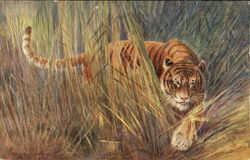 Tigress Postcard Postcard