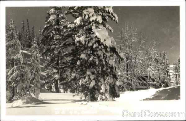 Snowy trees Landscapes