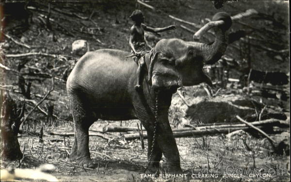 Tame Elephant Clearing Jungle Ceylon Southeast Asia