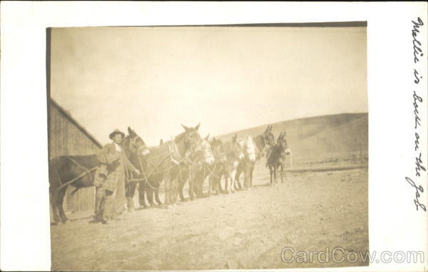 Group of Donkeys