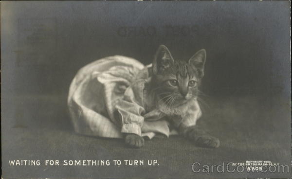 Waiting For Something To Turn Up Cats