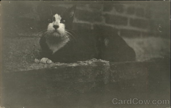 Black and White Cat on Brick Wall Cats