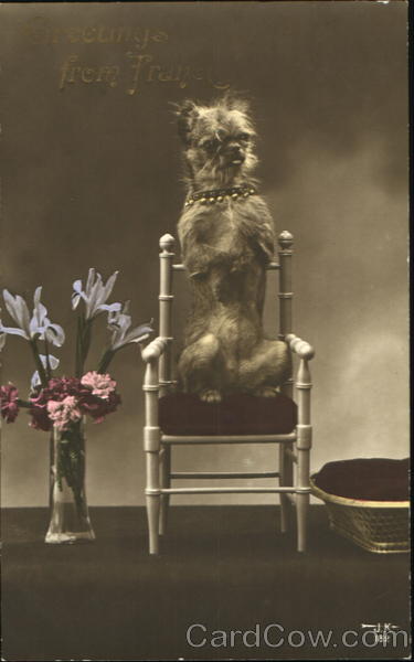 Greetings From France Dogs