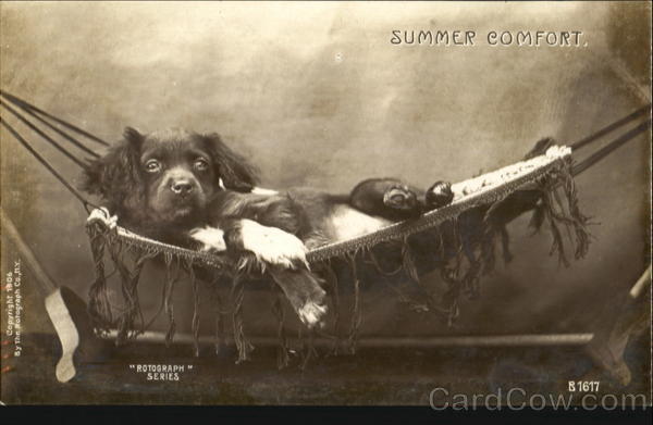 Summer Comfort Dogs