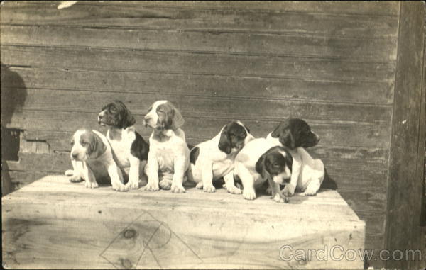 Group of Puppies Dogs