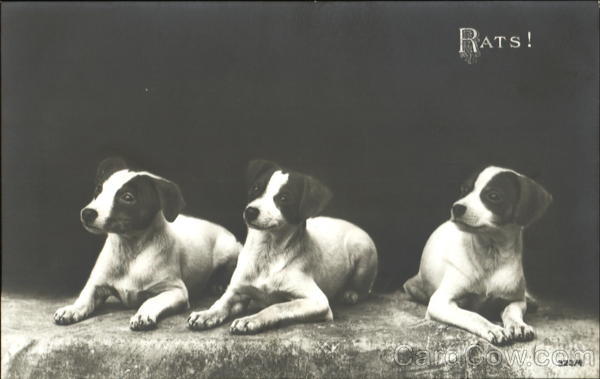 Rats! Dogs