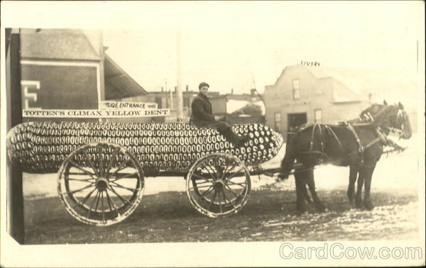 Giant Corn Totten's Climax Yellow Dent Exaggeration