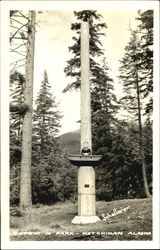 Totem In Park Postcard