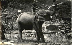 Tame Elephant Clearing Jungle Ceylon Southeast Asia Postcard Postcard