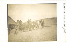 Group of Donkeys Postcard Postcard