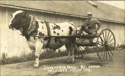 Sweepstake Bull British Columbia Canada Postcard Postcard