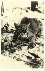 A Wildcat In Northern Pennsylvania Postcard