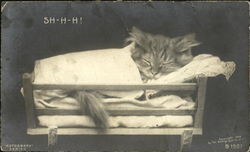 Sh-H-H! Cats Postcard Postcard