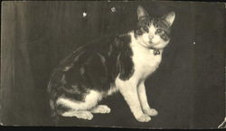 Tabby Cat Cats Postcard Postcard