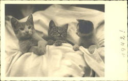 Kittens Postcard