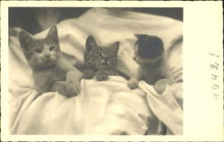 Kittens Postcard Postcard