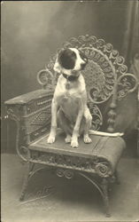 Dog sitting on Wicker Chair Postcard