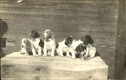 Group of Puppies Dogs Postcard Postcard