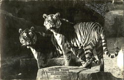 Western Tigers, The Chicago Zoological Park Postcard