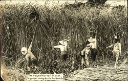 The Way We Harvest Wheat The Way We Harvest Wheat