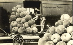 Shipping A Few Of Our Peaches Postcard