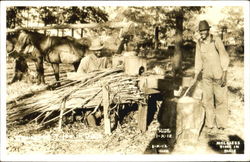 Molasses time in Dixie Postcard