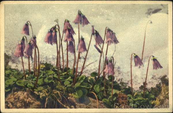 Alpine Soldanella Flowers