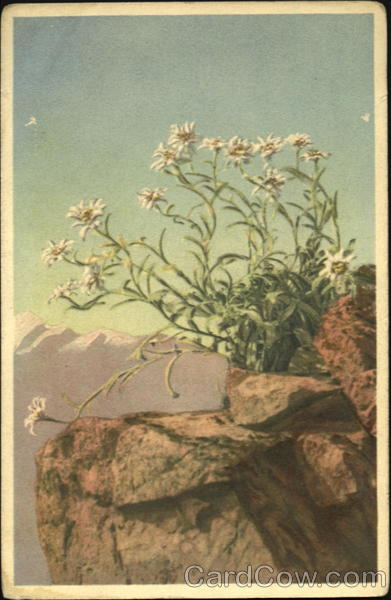 Leontopodium Alpinum Flowers