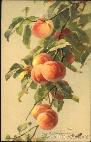 Peaches C. Klein