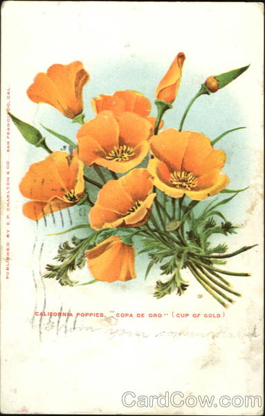 California Poppies Flowers
