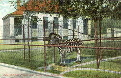 New Animal House And Zebra Cage, Washington Park Zoo Postcard