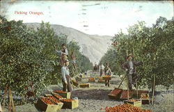 Picking Oranges Postcard