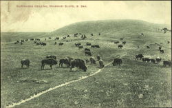 Buffaloes Grazing Postcard