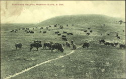 Buffaloes Grazing South Dakota Postcard Postcard