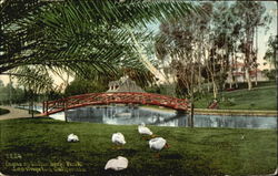 Scene Hollenbeck Park Postcard