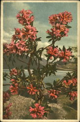 Rusty-Leaved Alpine Rose Postcard