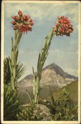Common House Leek Postcard