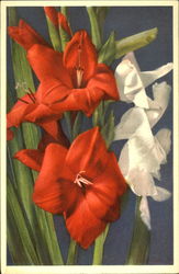 Gladiolus Gandavensis V. Houte Postcard