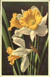 Narcissus Pseudonarcissus Postcard