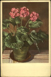Primula Obconica Hance Postcard