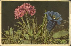 Mealy Primrose And Stemless Gentian Postcard