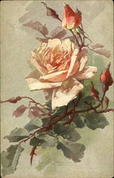 Pink Roses Flowers Postcard Postcard