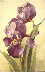Violets Postcard