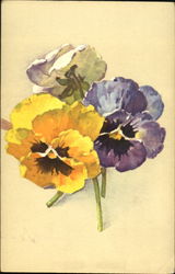 Pansies Postcard