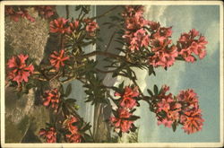Rusty-Leaved Alpine Rose Postcard