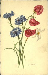 Cornflower Sweet Pea Poet's Narclasus Postcard