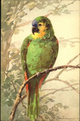 Parrot Postcard