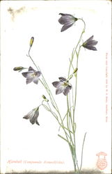 Harebell Postcard