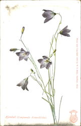 Harebell Postcard